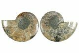 Cut & Polished Crystal-Filled Ammonite Fossil - Madagascar #354146-1